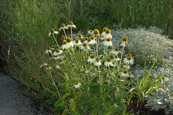 Echinacea purpurea 'Alba'