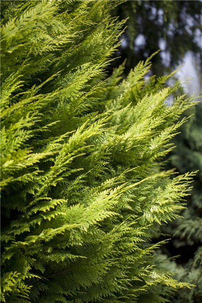 Chamaecyparis lawsoniana 'Ivonne'