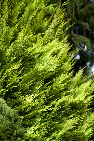 Chamaecyparis lawsoniana 'Ivonne'