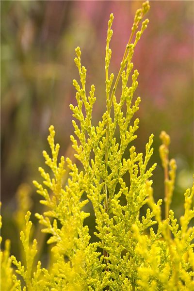 Chamaecyparis lawsoniana 'Ivonne'