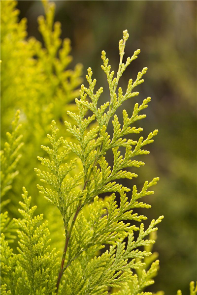 Chamaecyparis lawsoniana 'Ivonne'