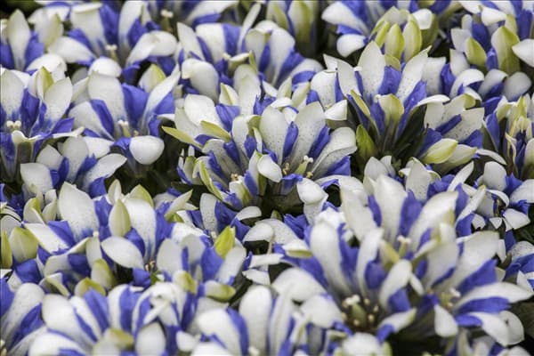 Gentiana scabra