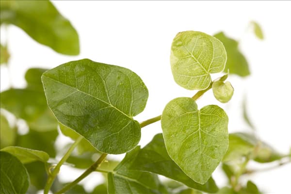 Ficus pumila