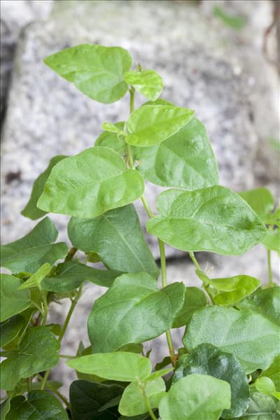 Ficus pumila