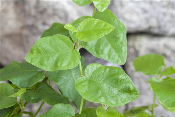Ficus pumila