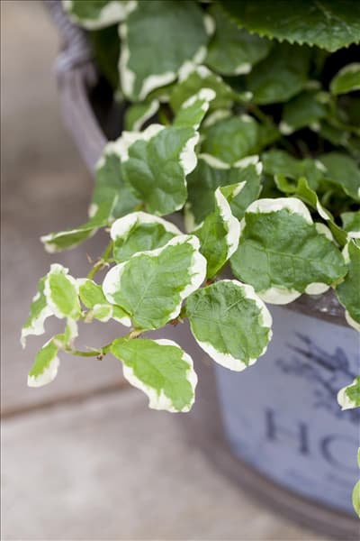 Ficus pumila