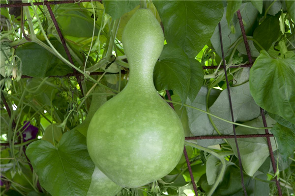 Cucurbita lagenaria