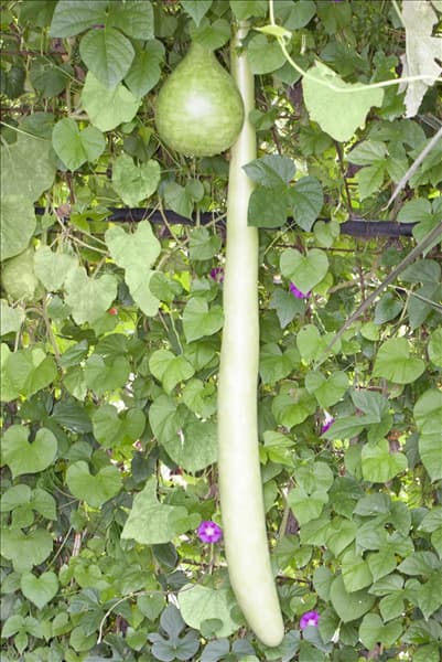 Cucurbita lagenaria