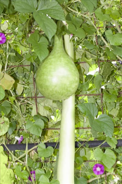 Cucurbita lagenaria