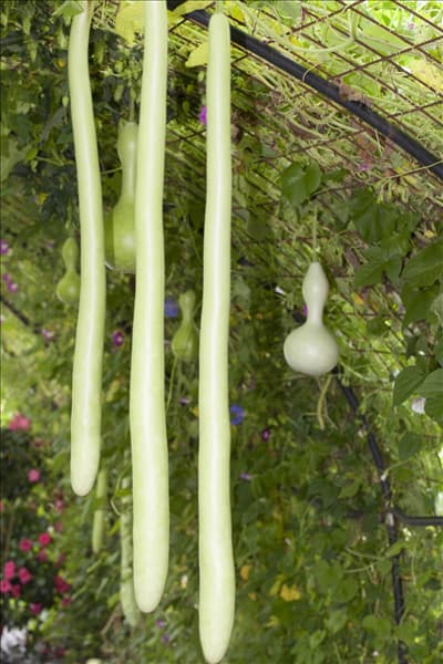 Cucurbita lagenaria