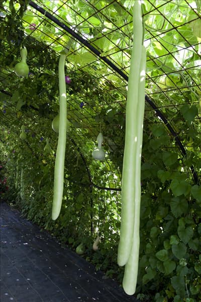 Cucurbita lagenaria