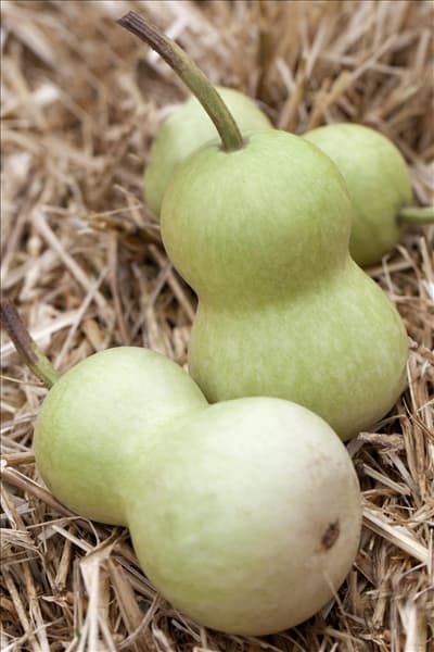 Cucurbita lagenaria