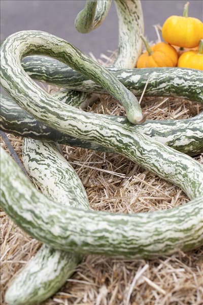 Cucurbita lagenaria