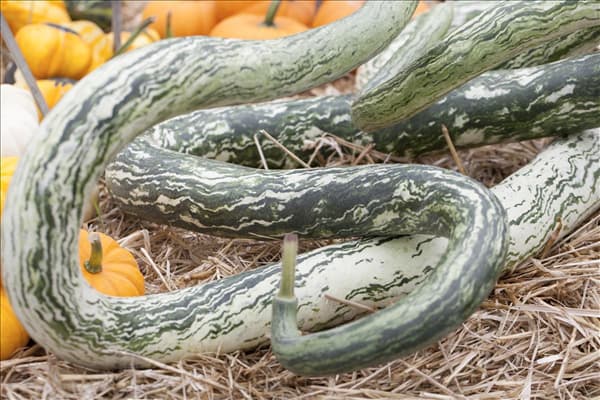 Cucurbita lagenaria