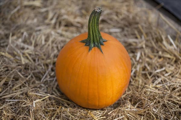 Cucurbita lagenaria