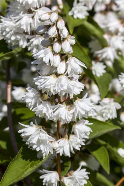 Deutzia scabra 'Plena'