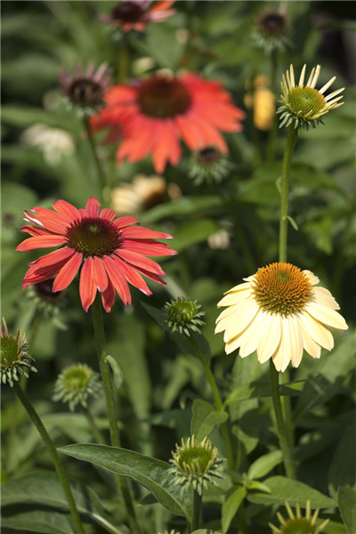 Echinacea purpurea 'Cheyenne Spirit'