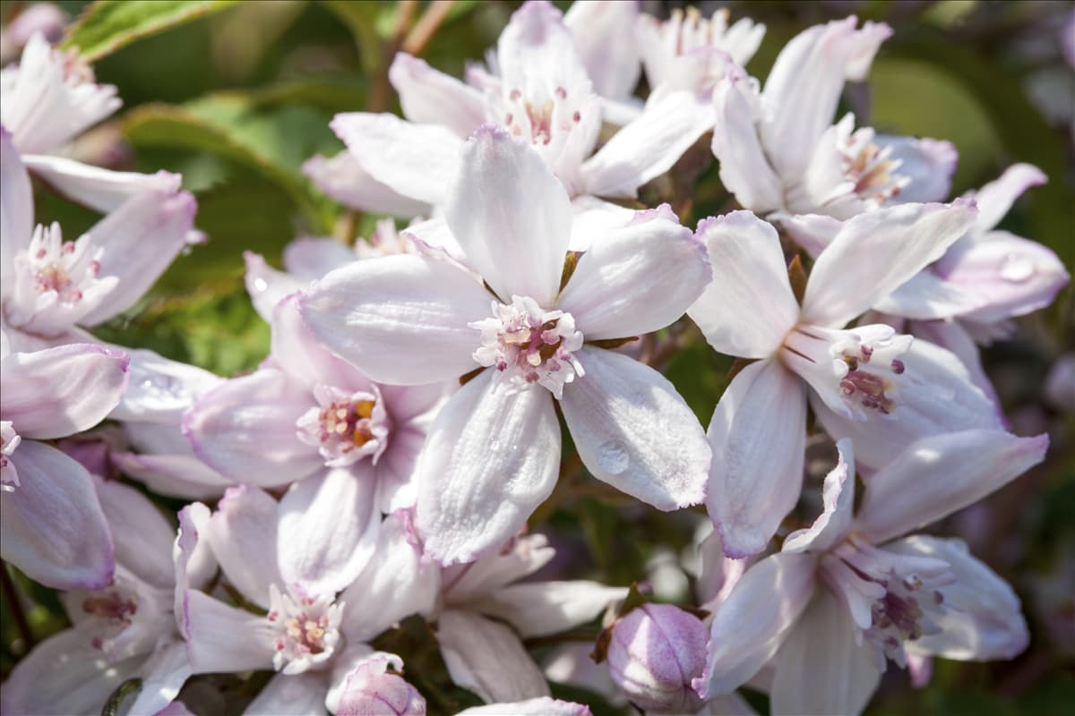 Deutzia x hybrida 'Mont Rose'