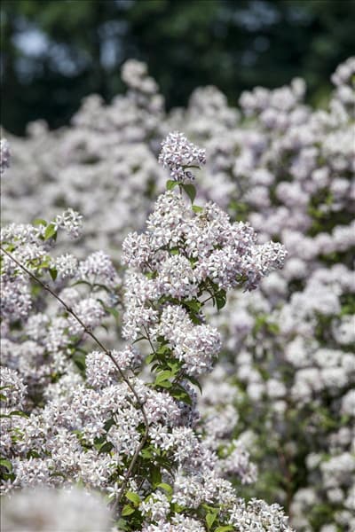 Deutzia x hybrida 'Mont Rose'
