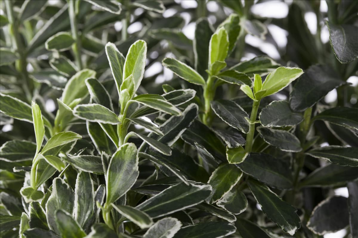 Euonymus japonicus