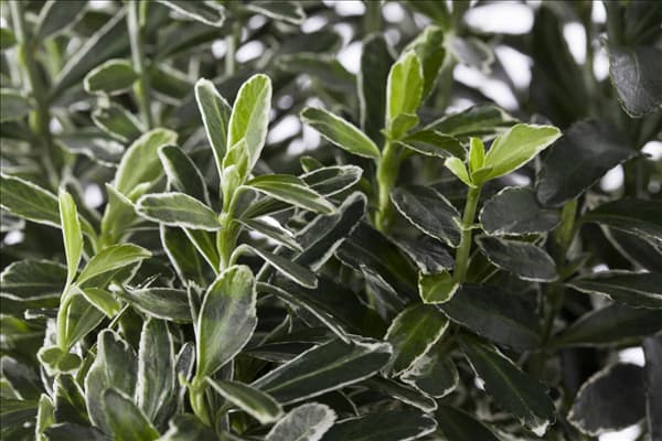 Euonymus japonicus