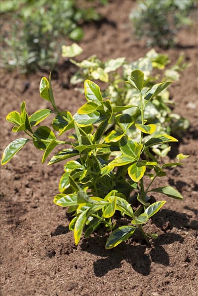 Euonymus japonicus