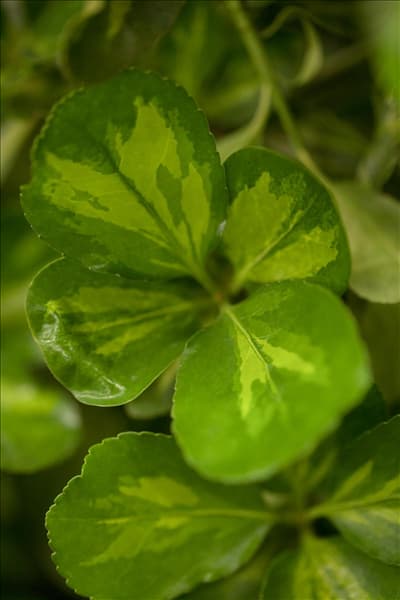 Euonymus japonicus