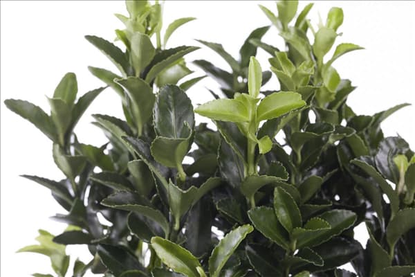 Euonymus japonicus