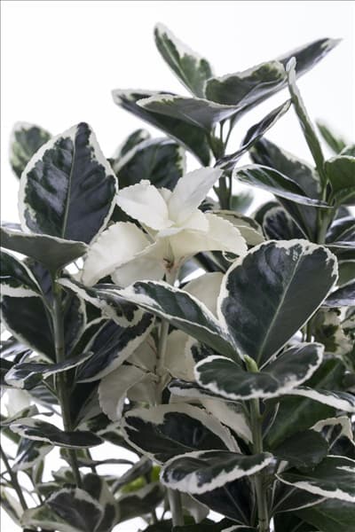 Euonymus japonicus