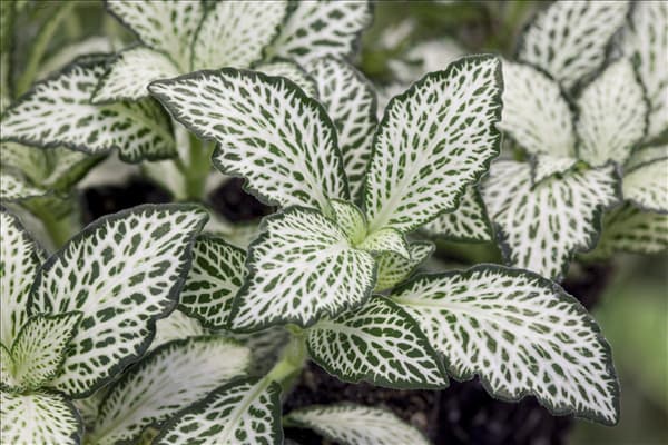 Fittonia albivenis
