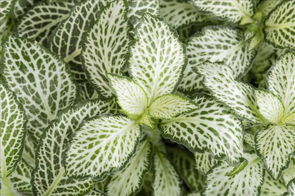 Fittonia verschaffeltii