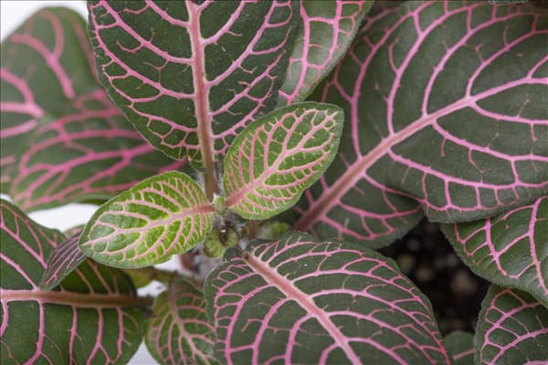 Fittonia verschaffeltii