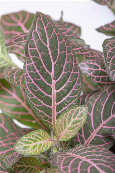 Fittonia verschaffeltii