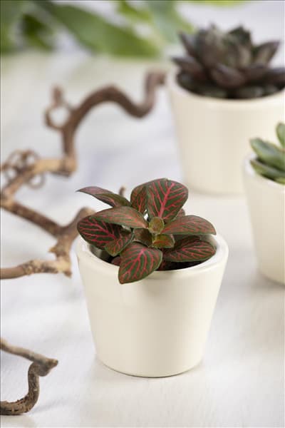 Fittonia verschaffeltii