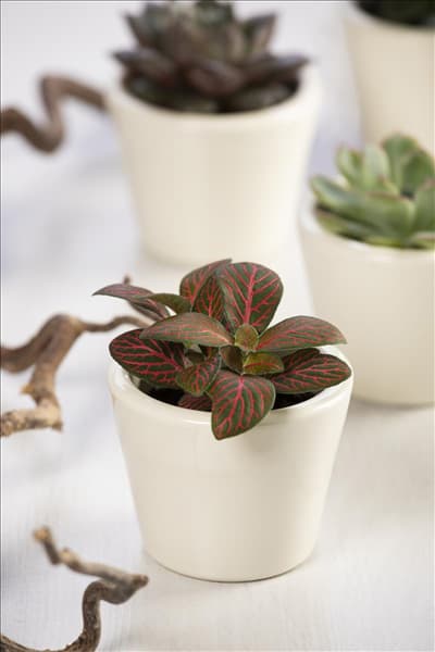 Fittonia verschaffeltii
