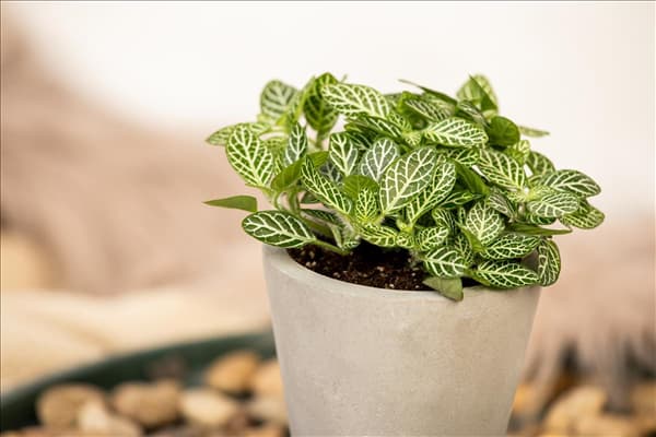 Fittonia verschaffeltii