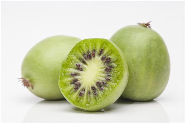 Actinidia arguta