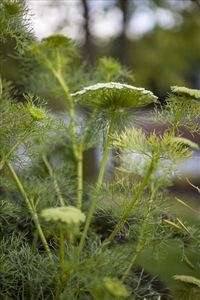 Foeniculum vulgare