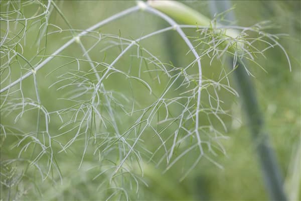 Foeniculum vulgare