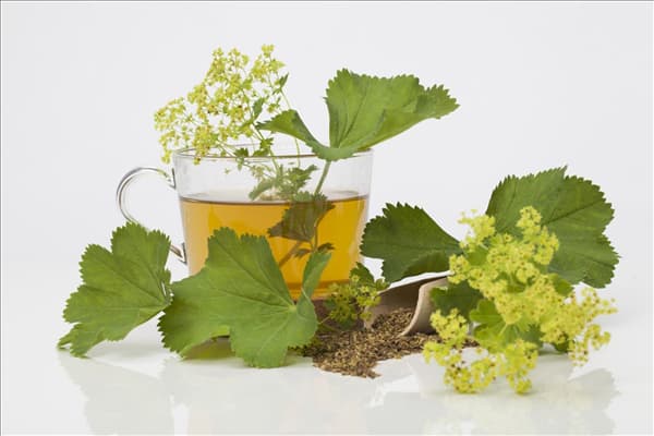 Alchemilla mollis
