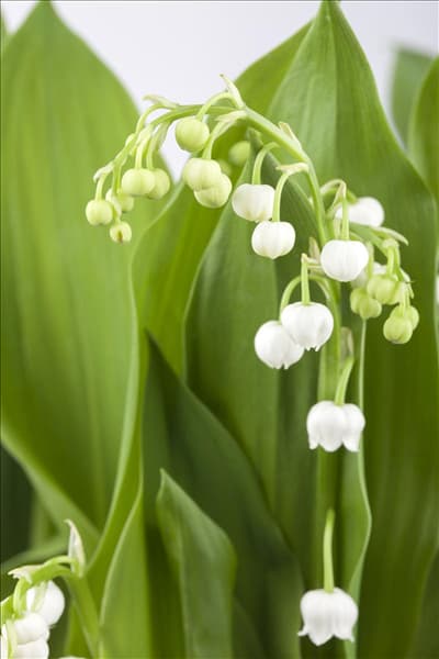 Convallaria majalis