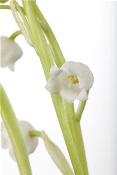 Convallaria majalis