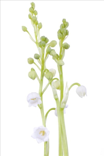 Convallaria majalis