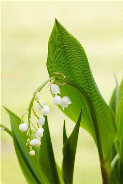 Convallaria majalis