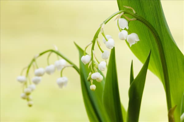 Convallaria majalis