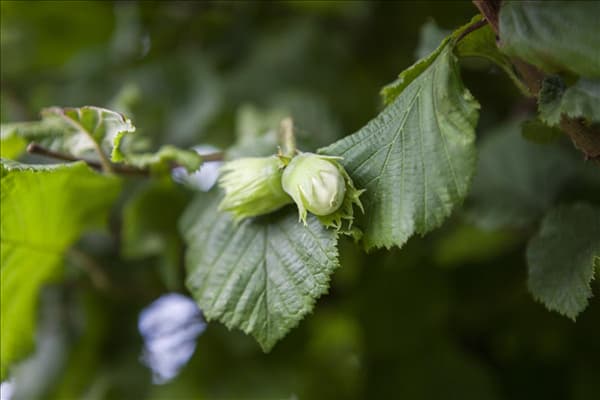 Corylus maxima