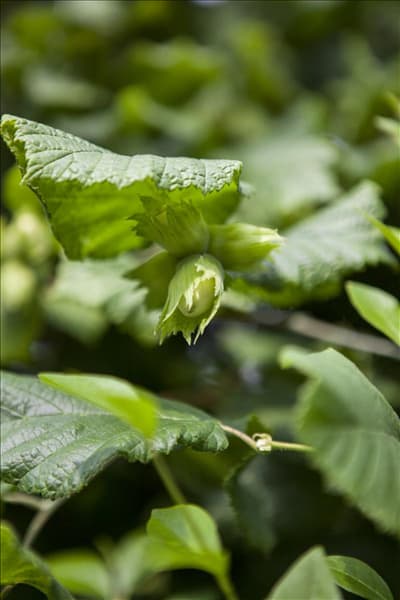 Corylus maxima