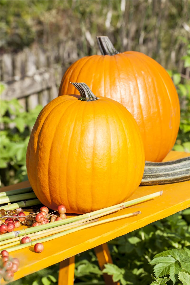 Cucurbita maxima