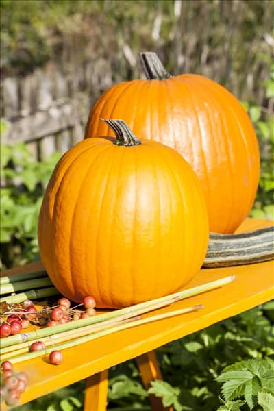 Cucurbita maxima