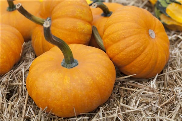 Cucurbita maxima
